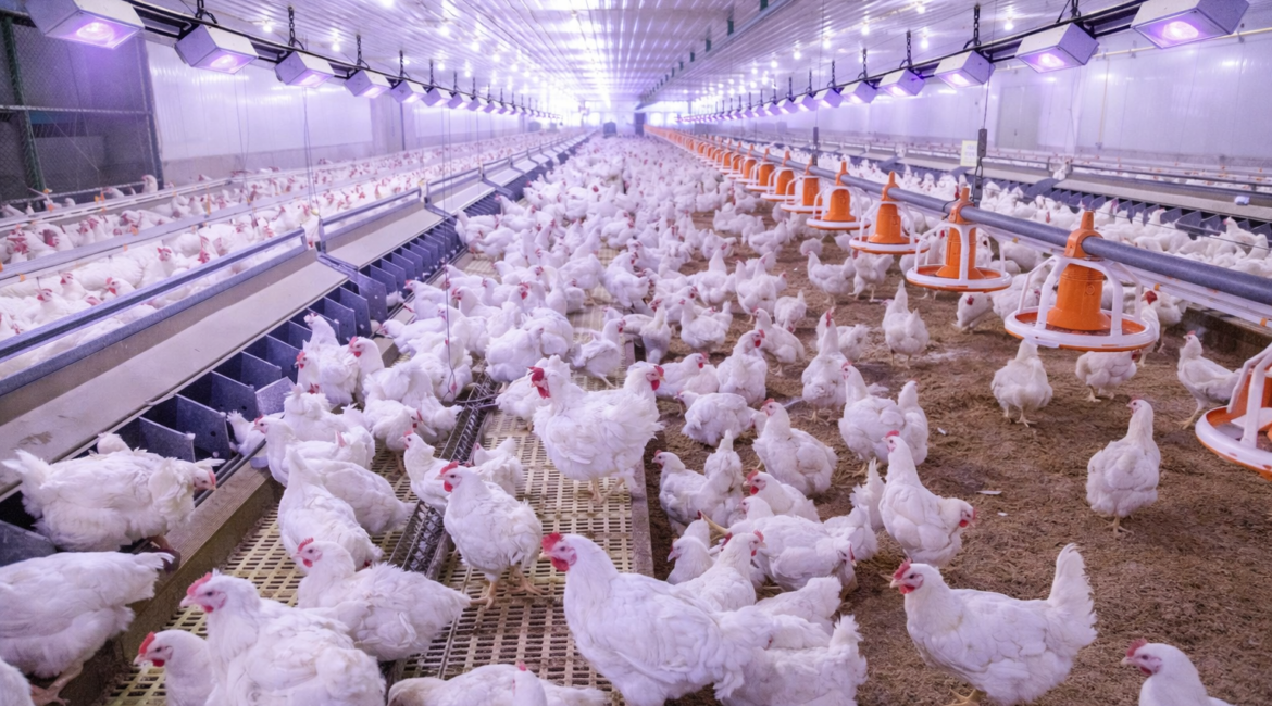 Dezynfekcja wylęgarni bez formaldehydu