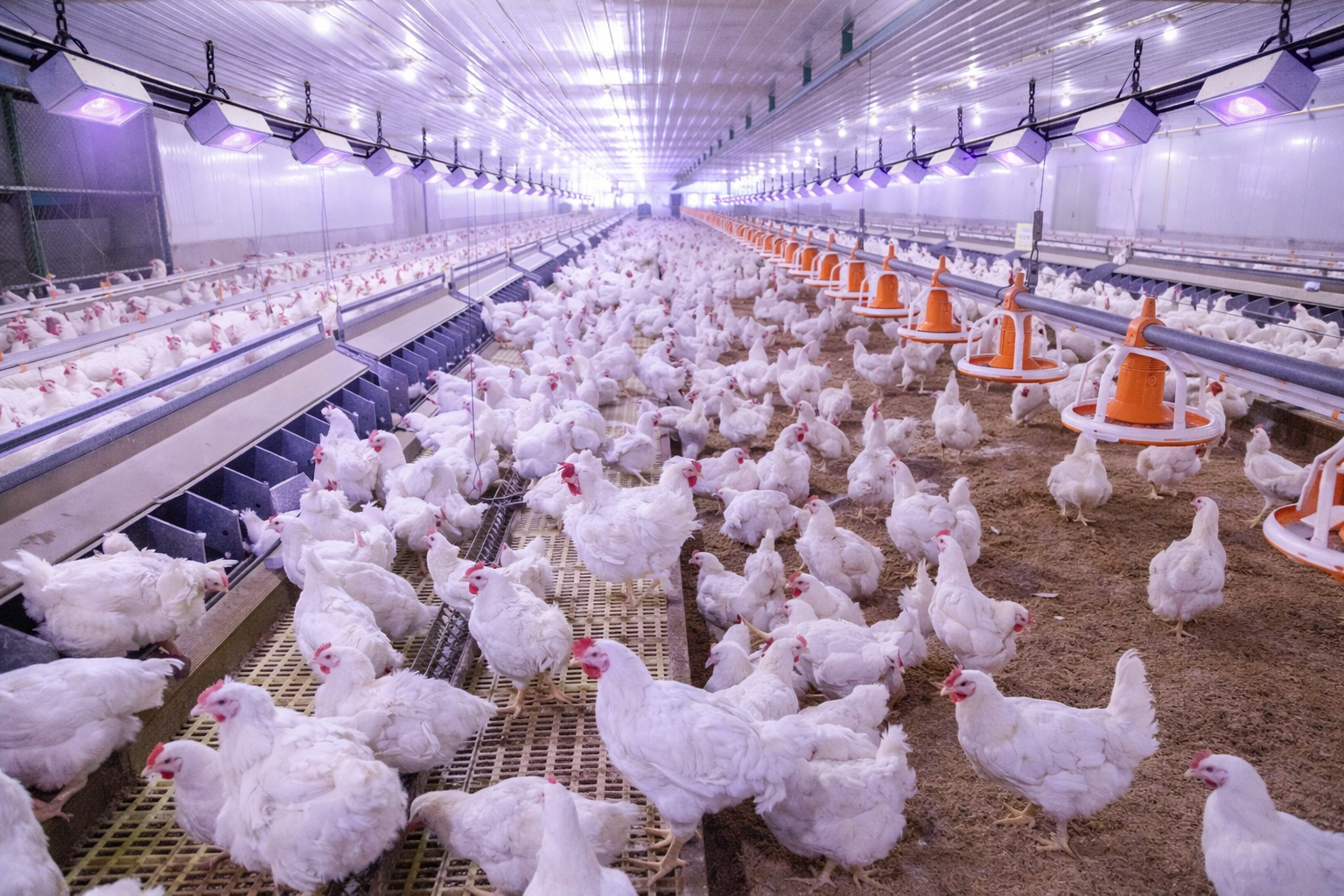 Dezynfekcja wylęgarni bez formaldehydu